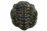 Long Partially Enrolled Morocops Trilobite - Morocco #296613-2